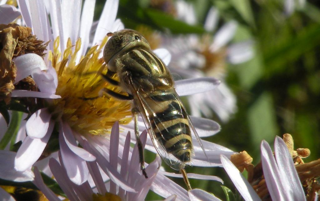 Eristalinus megacephalus?